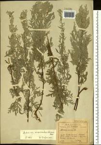 Artemisia gmelinii var. messerschmidiana (Besser) Poljakov, Сибирь, Прибайкалье и Забайкалье (S4) (Россия)