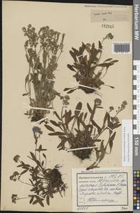 Незабудка азиатская (Vestergr. ex Hultén) Schischk. & Serg., Восточная Европа, Северный район (E1) (Россия)