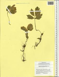 Сердечник пятилистный (M.Bieb.) Schmalh., Восточная Европа, Средневолжский район (E8) (Россия)
