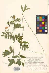 Lathyrus palustris subsp. palustris, Сибирь, Чукотка и Камчатка (S7) (Россия)