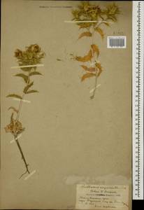 Сафлор острошипый M. Bieb., Кавказ, Азербайджан (K6) (Азербайджан)