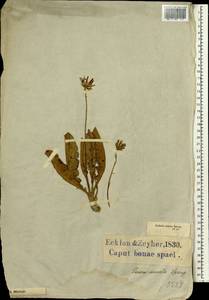 Gerbera crocea (L.) Kuntze, Африка (AFR) (ЮАР)