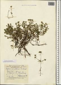 Thymus sipyleus Boiss., Кавказ, Армения (K5) (Армения)