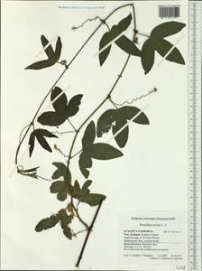 Passiflora mixta L. fil., Австралия и Океания (AUSTR) (Новая Зеландия)