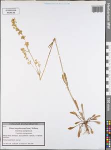 Смолевка днепровская (Gruner) Walters, Восточная Европа, Белоруссия (E3a) (Белоруссия)