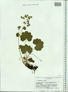 Манжетка сарматская Juz., Восточная Европа, Белоруссия (E3a) (Белоруссия)
