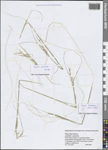 Ковыль понтийский P.A.Smirn., Крым (KRYM) (Россия)