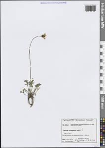 Oreomecon variegata (Tolm.) Krivenko, Сибирь, Центральная Сибирь (S3) (Россия)