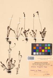 Drosera × anglica Huds., Восточная Европа, Северный район (E1) (Россия)