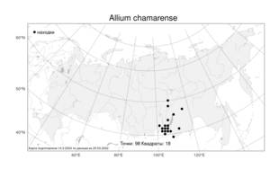 Allium chamarense, Лук хамардабанский M.M.Ivanova, Атлас флоры России (FLORUS) (Россия)