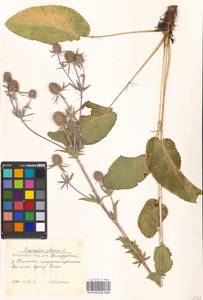 Синеголовник плосколистный L., Восточная Европа, Московская область и Москва (E4a) (Россия)