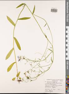 Колокольчик раскидистый L., Восточная Европа, Центральный район (E4) (Россия)