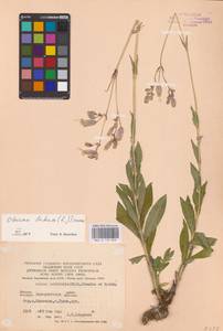 Смолевка обыкновенная, Хлопушка (Moench) Garcke, Восточная Европа, Западно-Украинский район (E13) (Украина)