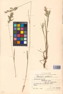 Bromus hordeaceus subsp. hordeaceus, Восточная Европа, Московская область и Москва (E4a) (Россия)