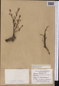 Arceuthobium campylopodum A. Gray, Америка (AMER) (Канада)