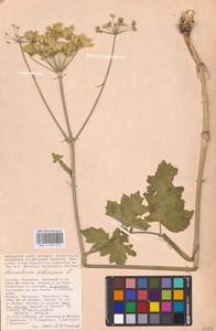 Heracleum sphondylium subsp. sibiricum (L.) Simonk., Восточная Европа, Нижневолжский район (E9) (Россия)