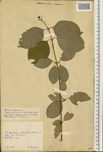 Кизил, Восточная Европа, Молдавия (E13a) (Молдавия)