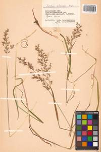 Sibirotrisetum sibiricum (Rupr.) Barberá, Сибирь, Дальний Восток (S6) (Россия)