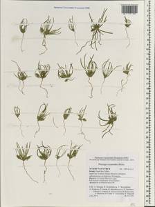 Plantago crypsoides Boiss., Зарубежная Азия (ASIA) (Израиль)