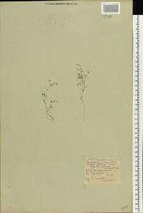 Песколюбочка постенная (L.) Ikonn., Восточная Европа, Белоруссия (E3a) (Белоруссия)