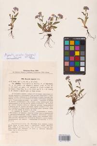 Незабудка азиатская (Vestergr. ex Hultén) Schischk. & Serg., Восточная Европа, Северный район (E1) (Россия)