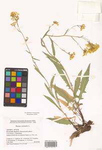 Свербига восточная L., Восточная Европа, Центральный район (E4) (Россия)