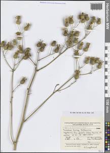 Arctium refractum (Bornm.) S.López, Romasch., Susanna & N.Garcia, Средняя Азия и Казахстан, Памир и Памиро-Алай (M2) (Узбекистан)