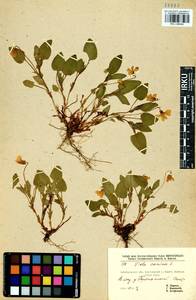 Фиалка собачья L., Сибирь, Прибайкалье и Забайкалье (S4) (Россия)