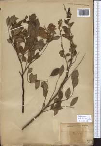 Fabaceae, Зарубежная Азия (ASIA) (Япония)