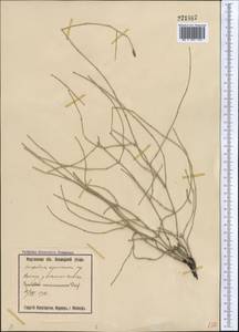 Хвощ ветвистый Desf., Средняя Азия и Казахстан, Сырдарьинские пустыни и Кызылкумы (M7) (Узбекистан)