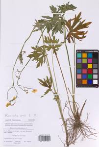 Лютик едкий L., Восточная Европа, Московская область и Москва (E4a) (Россия)