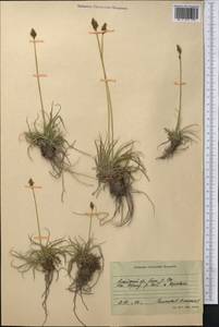 Осока, Средняя Азия и Казахстан, Памир и Памиро-Алай (M2) (Киргизия)