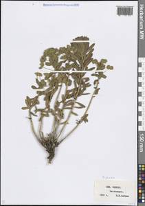 Молочай, Кавказ, Ставропольский край, Карачаево-Черкесия, Кабардино-Балкария (K1b) (Россия)