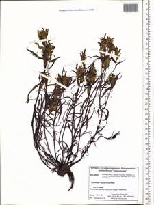 Кастиллея гипарктическая Rebrist., Сибирь, Центральная Сибирь (S3) (Россия)