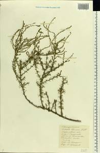 Caroxylon laricinum (Pall.) Tzvelev, Восточная Европа, Нижневолжский район (E9) (Россия)