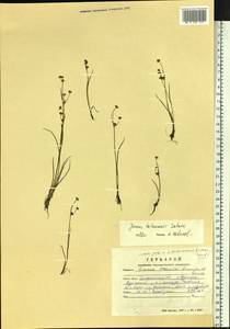 Juncus articulatus subsp. articulatus, Сибирь, Дальний Восток (S6) (Россия)