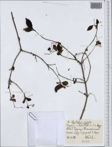 Rotheca myricoides (Hochst.) Steane & Mabb., Африка (AFR) (Эфиопия)