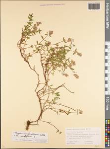 Thymus marschallianus × serpyllum, Восточная Европа, Московская область и Москва (E4a) (Россия)