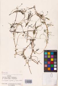 Лютик, Восточная Европа, Эстония (E2c) (Эстония)