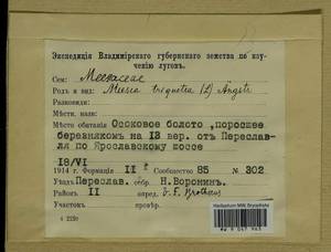 Meesia triquetra (L. ex Jolycl.) Ångstr., Гербарий мохообразных, Мхи - Центральное Нечерноземье (B6) (Россия)