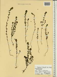 Euphrasia ×vernalis List, Восточная Европа, Центральный лесной район (E5) (Россия)