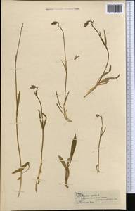 Silene uralensis subsp. apetala (L.) Bocquet, Средняя Азия и Казахстан, Джунгарский Алатау и Тарбагатай (M5) (Казахстан)