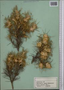 Астрагал, Средняя Азия и Казахстан, Памир и Памиро-Алай (M2) (Таджикистан)