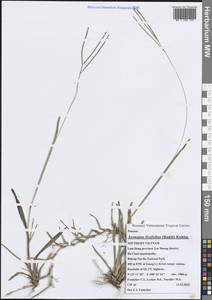 Axonopus fissifolius (Raddi) Kuhlm., Зарубежная Азия (ASIA) (Вьетнам)