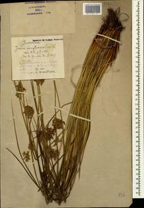 Ситник развесистый L., Кавказ, Азербайджан (K6) (Азербайджан)