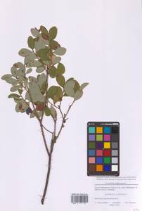 Голубика обыкновенная L., Восточная Европа, Московская область и Москва (E4a) (Россия)