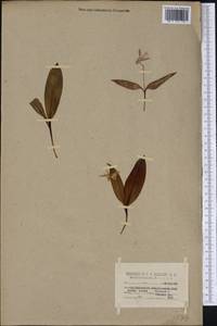 Erythronium americanum Ker Gawl., Америка (AMER) (США)