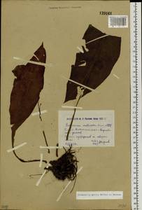 Медуница мягкая J.P.Wolff ex J.F.Lehm., Сибирь, Западный (Казахстанский) Алтай (S2a) (Казахстан)