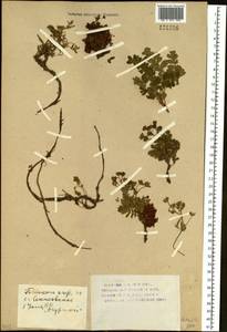 Лапчатка вильчатая (L.) Kurtto & T. Erikss., Сибирь, Западный (Казахстанский) Алтай (S2a) (Казахстан)