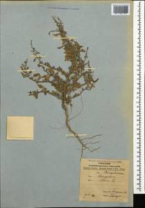 Марь белая L., Кавказ, Азербайджан (K6) (Азербайджан)